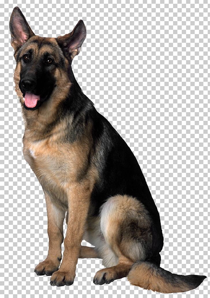 German Shepherd Golden Retriever Puppy PNG, Clipart, Animals, Carnivoran, Computer Icons, Desktop Wallpaper, Dog Breed Free PNG Download