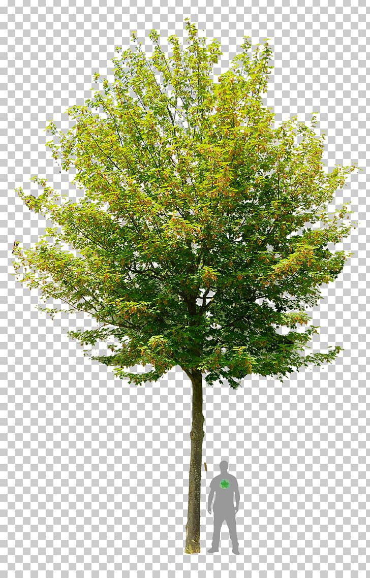 Learn About Trees Stock Photography Northern Red Oak PNG, Clipart, Branch, Drawing, Hawthorn, Learn About Trees, Nature Free PNG Download