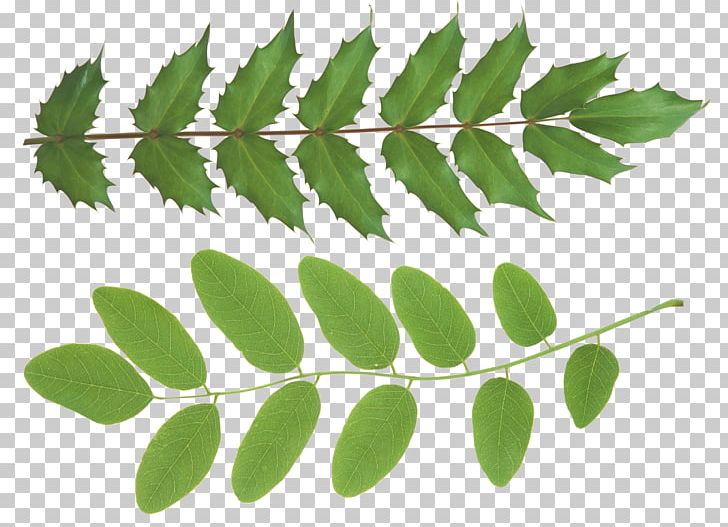 Branch Leaf Plant Stem PNG, Clipart, Autumn, Branch, Green, Green Leaf, Herbalism Free PNG Download