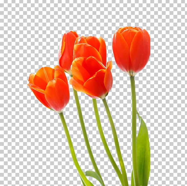 Tulip Red Cut Flowers PNG, Clipart, Bright, Color, Colorful Background, Color Pencil, Colors Free PNG Download