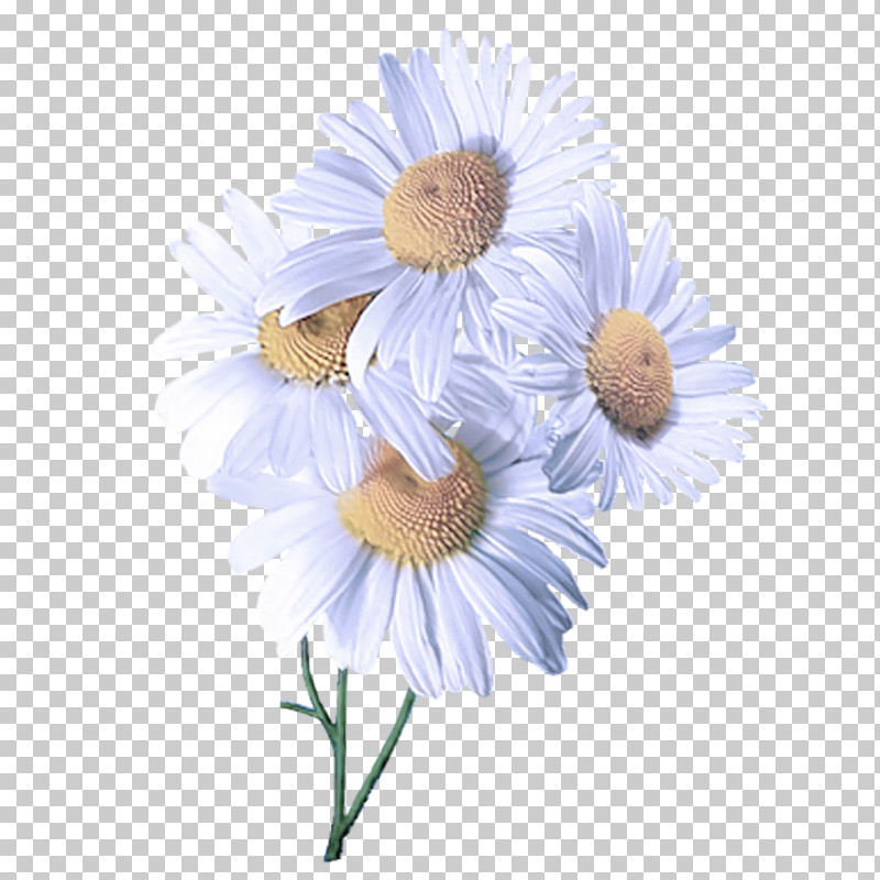 Daisy PNG, Clipart, Aster, Asterales, Camomile, Chamomile, Cut Flowers Free PNG Download