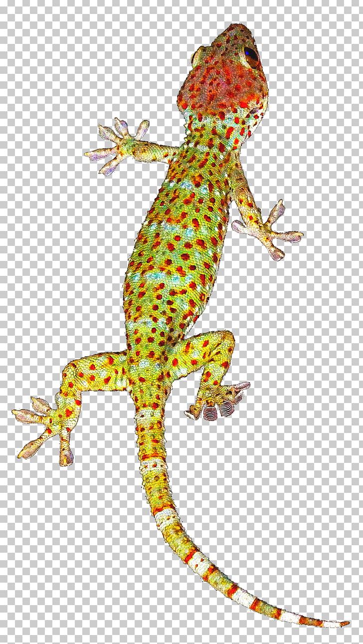 Gecko PNG, Clipart, Abbott, Adhesion, Agama, Agamidae, Amphibian Free PNG Download