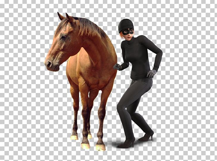Horse Stallion Equestrian PNG, Clipart, Alambrado, Animals, Bridle, Colt, Computer Icons Free PNG Download