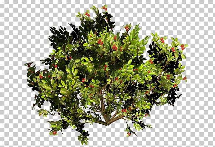 Shrub Branch Tree PNG, Clipart, Branch, Evergreen, Flower, Flowerpot, Green Free PNG Download
