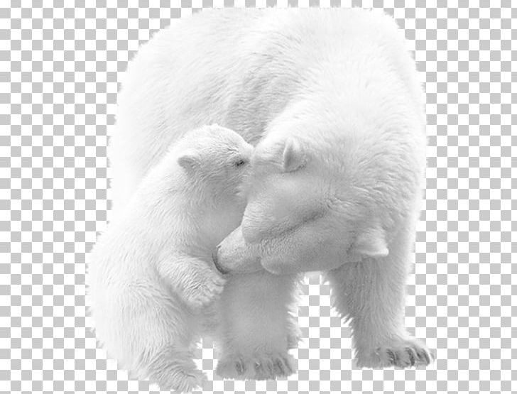 Vicks PNG, Clipart, Animal, Animals, Bear, Bears, Black And White Free PNG Download