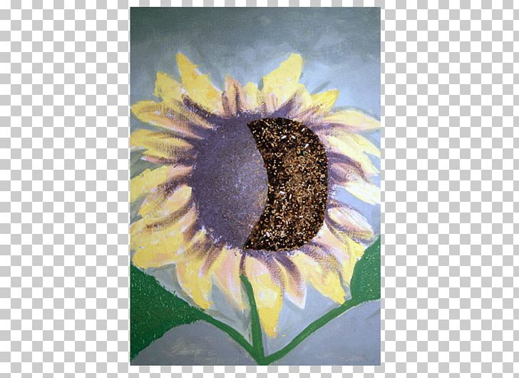 Common Sunflower Sunflower Seed Daisy Family Violet PNG, Clipart, Common Daisy, Common Sunflower, Daisy Family, Flower, Flowering Plant Free PNG Download