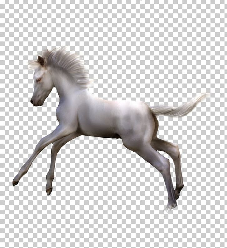 Foal Mane Colt Pony Stallion PNG, Clipart, Animaatio, Colt, Foal, Gray, Halter Free PNG Download