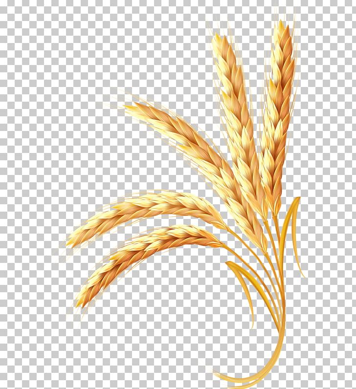 Wheat Adobe Illustrator Ear PNG, Clipart, Cereal, Cereal Germ, Commodity, Emmer, Encapsulated Postscript Free PNG Download