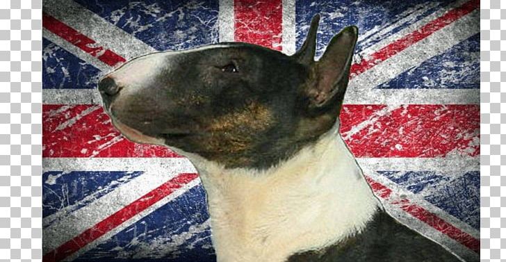 Flag Of England Flag Of The United Kingdom Flag Of Great Britain PNG, Clipart, Bull Terrier, Carnivoran, Desktop Wallpaper, Digital Printing, Dog Breed Free PNG Download