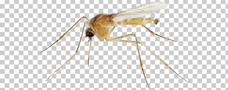 Insect Mosquito Pest Invertebrate Arthropod PNG, Clipart, Animal, Arthropod, Fly, Insect, Insects Free PNG Download