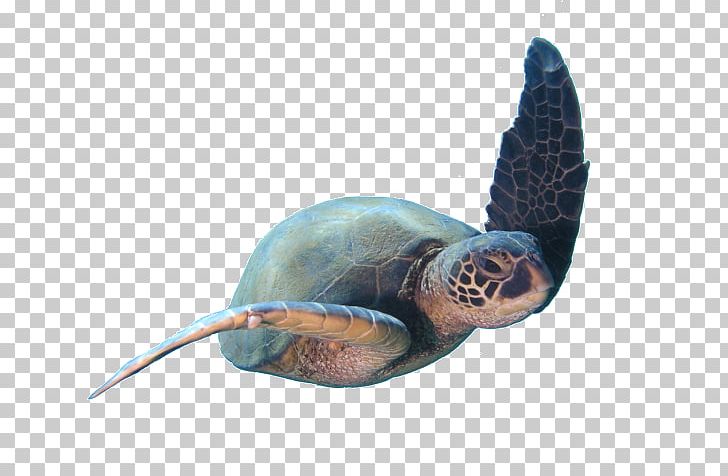Loggerhead Sea Turtle Scuba Diving Learning Personal Development Scuba Set PNG, Clipart, Certification, Diver, Emydidae, Experience, Kaanapali Free PNG Download