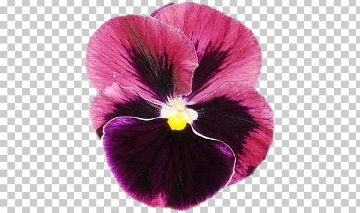 Pansy Violet Annual Plant PNG, Clipart, Annual Plant, Flower, Flowering Plant, Magenta, Nature Free PNG Download