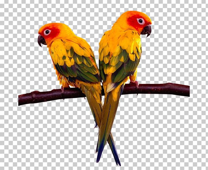 Parrot Lovebird Cockatiel Loriini PNG, Clipart, Animals, Beak, Bird, Birdcage, Bird Food Free PNG Download