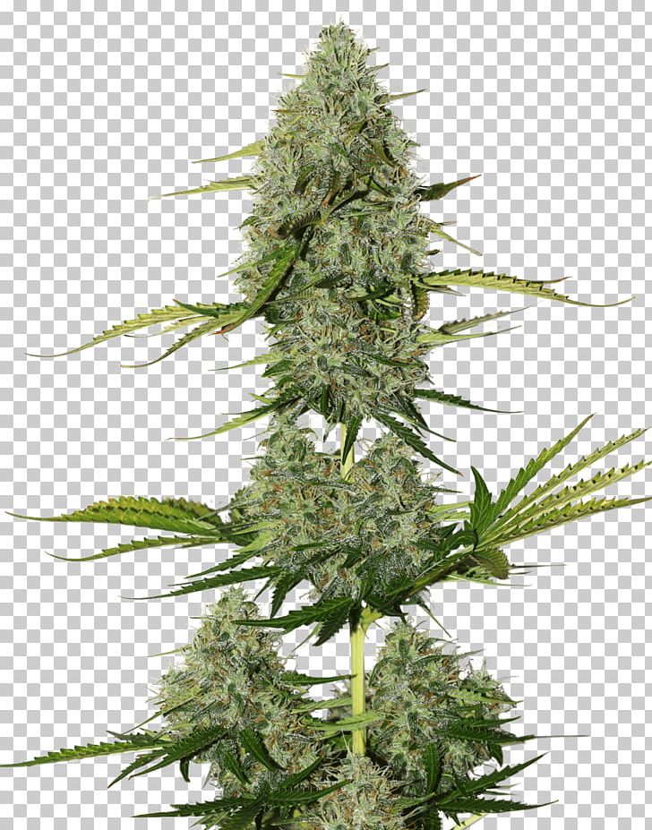 Seed Skunk Cannabis Sativa Kush PNG, Clipart, Autoflowering Cannabis, Cannabis, Cannabis Sativa, Grass, Haze Free PNG Download