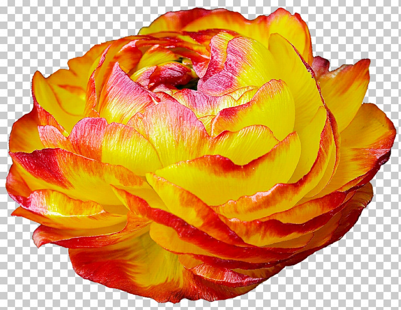 Garden Roses PNG, Clipart, Closeup, Cut Flowers, Floribunda, Floristry, Flower Free PNG Download