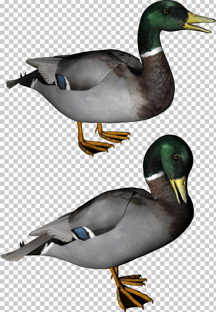 Duck PNG, Clipart, American Pekin, Animals, Beak, Bird, Catoftheday Free PNG Download