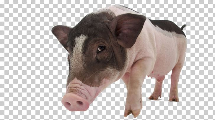 Large White Pig Vietnamese Pot-bellied Meishan Pig Tamworth Pig Pet PNG, Clipart, Animal, Animals, Cattle Like Mammal, Domestic, Domestic Pig Free PNG Download