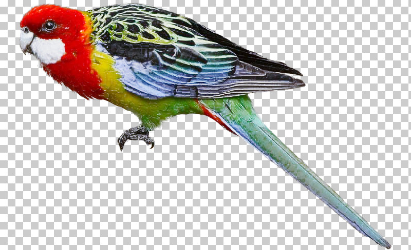 Bird Beak Parakeet Budgie Parrot PNG, Clipart, Beak, Bird, Budgie, Lorikeet, Parakeet Free PNG Download
