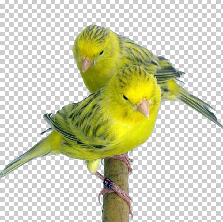 Budgerigar Domestic Canary Yellow Topaz Red PNG, Clipart, Agate, Animals, Beak, Bird, Bird Supply Free PNG Download