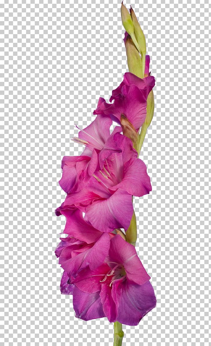 Gladiolus Cut Flowers Plant Stem PNG, Clipart, Child, Clip , Cut Flowers, Flower, Flowering Plant Free PNG Download