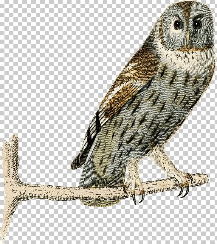 Great Grey Owl Fauna Beak Falcon PNG, Clipart, Animals, Beak, Bird, Bird Of Prey, Falcon Free PNG Download