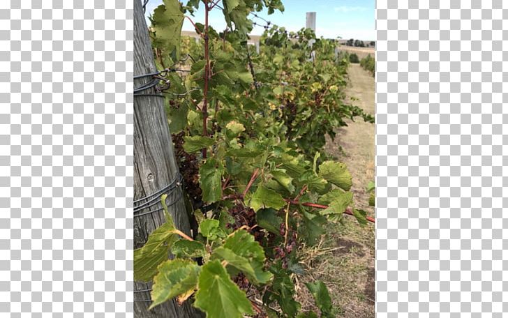 Sage Hill Vineyard & Winery Common Grape Vine Lashley Land And Recreational Brokers Winemaker PNG, Clipart, Agriculture, Common Grape Vine, Family, Grapes, Grapevine Family Free PNG Download