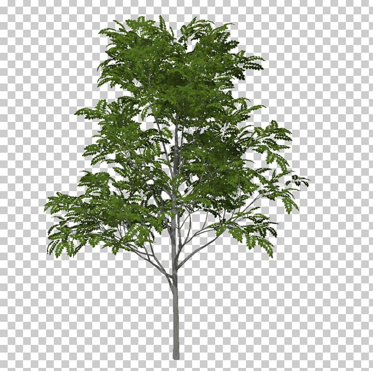 Tree Deciduous Oak Portable Network Graphics PNG, Clipart, Birch, Branch, Broadleaved Tree, Deciduous, Flowerpot Free PNG Download