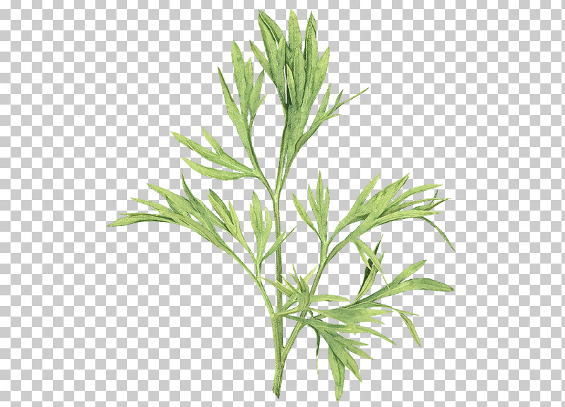 Plant Flower Leaf Grass Red Juniper PNG, Clipart, Artemisia, Chamomile, Culantro, Flower, Grass Free PNG Download