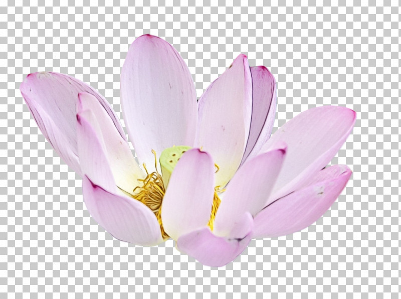 Plants Sacred Lotus Aquatic Plant Flower Lilac PNG, Clipart, Aquatic Plant, Biology, Flower, Lilac, Lotus Flower Free PNG Download