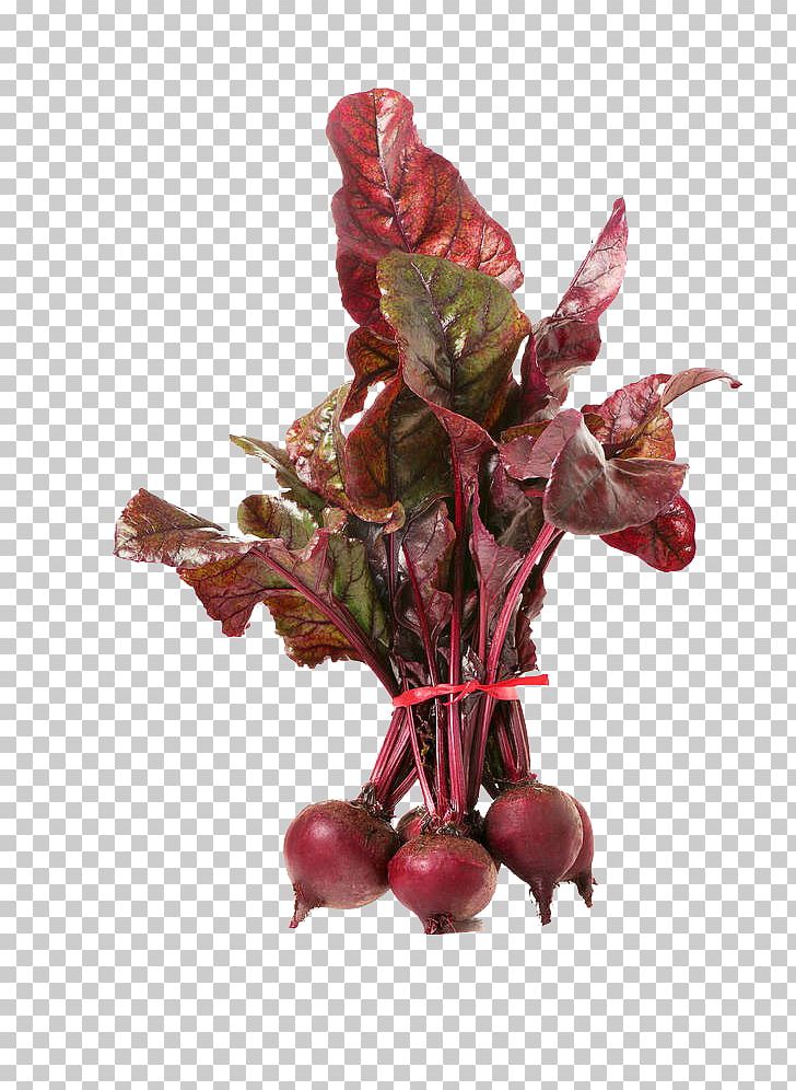Beetroot Vegetable Common Beet PNG, Clipart, Beet, Beets, Bundle, Chafing Dish, Common Beet Free PNG Download