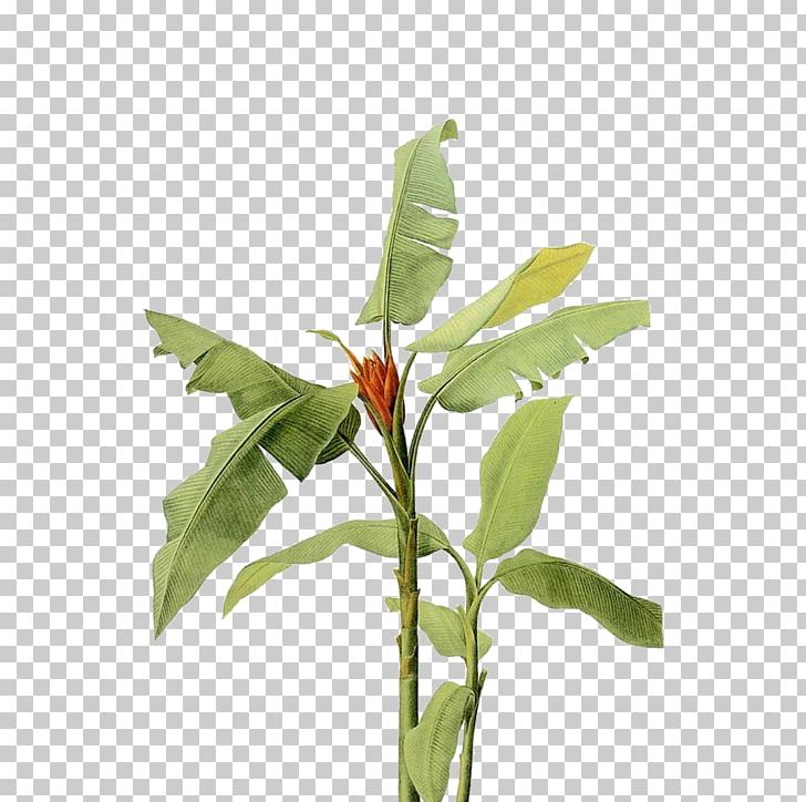 Blood Banana Cooking Banana Musa Xd7 Paradisiaca Musa Coccinea PNG, Clipart, Banana Leaf, Branch, Flower, Flowerpot, Food Free PNG Download