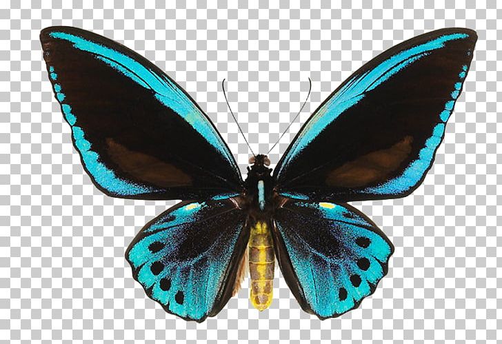 Butterfly Ornithoptera Priamus Birdwing Papua New Guinea Ornithoptera Euphorion PNG, Clipart, Arthropod, Black Butterfly, Brush Footed Butterfly, Insects, Lycaenid Free PNG Download