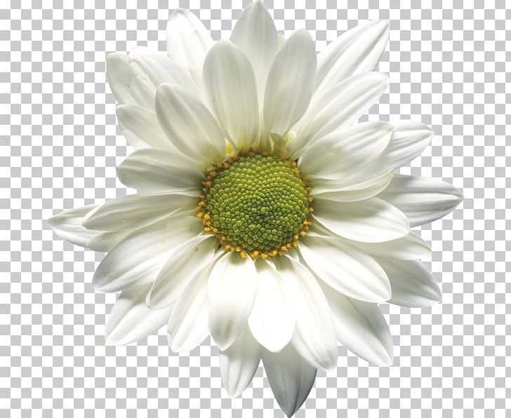 Chamomile Flower PNG, Clipart, Annual Plant, Camomile, Chamomile, Computer, Cut Flowers Free PNG Download