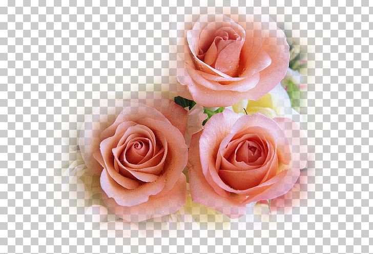 Painter Rose Meat Love Rede Amigo Espirita PNG, Clipart, Artificial Flower, Cicekler, Cicek Resimleri, Cut Flowers, Floral Design Free PNG Download