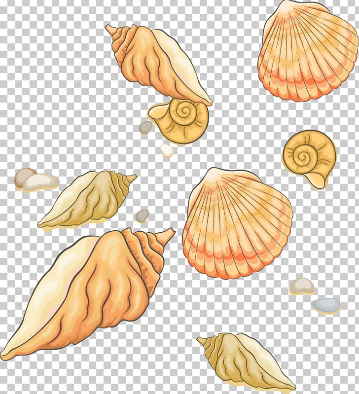 Seashell PNG, Clipart, Adobe Illustrator, Artworks, Conchology, Download, Euclidean Vector Free PNG Download