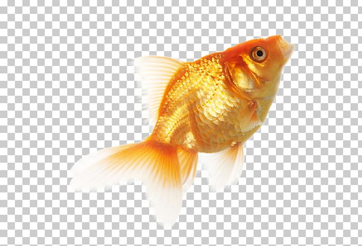 Fish PNG, Clipart, 3d Computer Graphics, Animals, Bony Fish, Computer Icons, Digital Image Free PNG Download