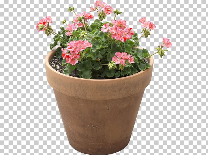 Flowerpot Houseplant Light + Building PNG, Clipart, Annual Plant, Dendrobium, Flower, Flower Box, Flowering Plant Free PNG Download