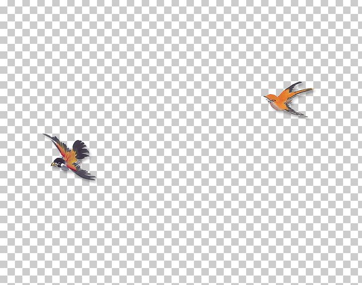Mandarin Duck Mergini PNG, Clipart, Adobe Illustrator, Animals, Beak, Bird, Computer Free PNG Download