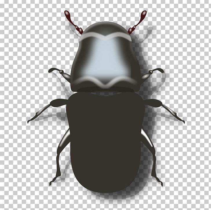 Mountain Pine Beetle Ladybird PNG, Clipart, Arthropod, Beetle, Beetle Cliparts, Cardinal Beetle, Drawing Free PNG Download