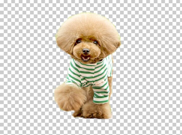 Toy Poodle Yorkshire Terrier Yorkipoo Puppy PNG, Clipart, Animal, Animals, Breed, Brown Background, Carnivoran Free PNG Download