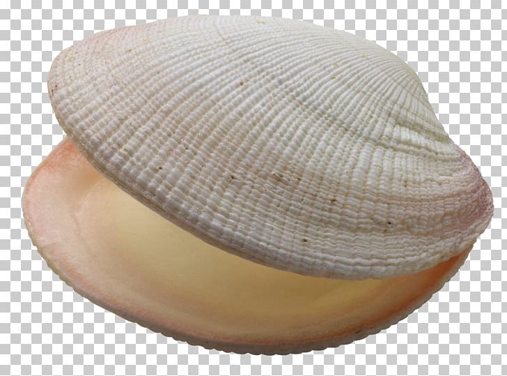 Clam Mussel Seashell Oyster PNG, Clipart, Animals, Bivalvia, Cap, Clam, Clams Oysters Mussels And Scallops Free PNG Download