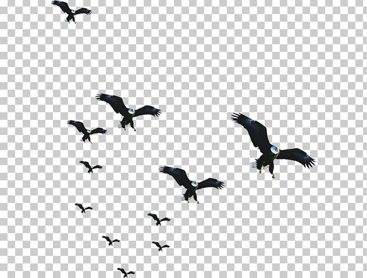 Bird Flock PNG, Clipart, Animals, Bald Eagle, Beak, Bird, Bird Migration Free PNG Download