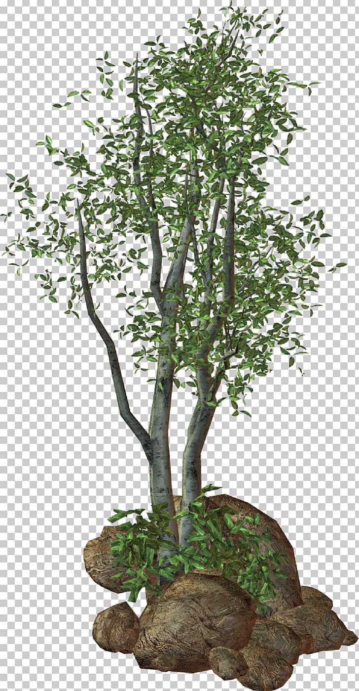 Treelet Shrub Plant PNG, Clipart, Bonsai, Branch, Computer Software, Flowerpot, Grass Free PNG Download