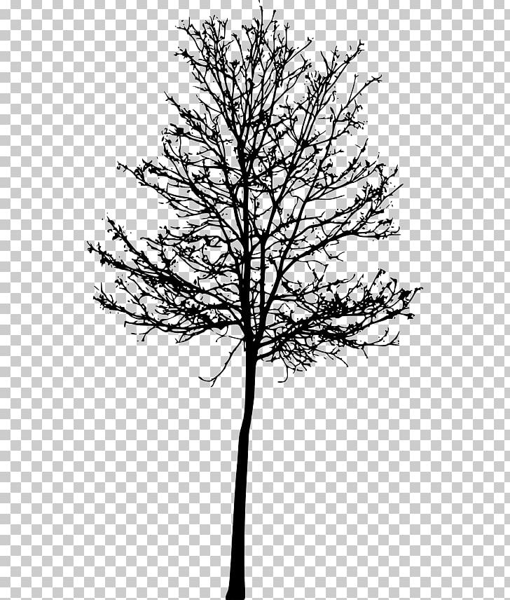 Twig TreeSize PNG, Clipart, Black And White, Branch, Desktop Wallpaper, Download, Drawing Free PNG Download