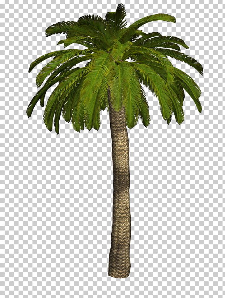 Arecaceae Coconut Tree PNG, Clipart, Arecaceae, Arecales, Art Image File Format, Borassus Flabellifer, Coconut Free PNG Download
