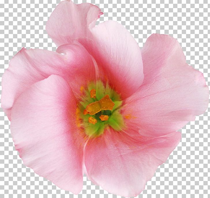 Flower Garden Roses PNG, Clipart, Adobe Premiere Pro, Annual Plant, Blossom, Computer Software, Cut Flowers Free PNG Download