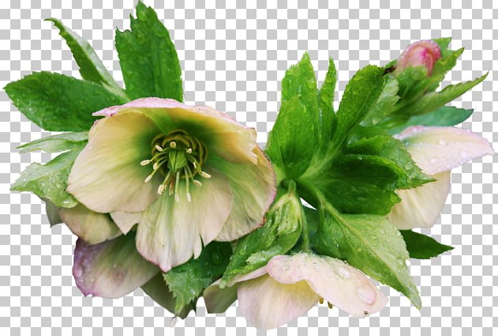Flower Helleborus Niger Garden Roses PNG, Clipart, Clip Art, Flower, Flowering Plant, Fotosua, Garden Roses Free PNG Download