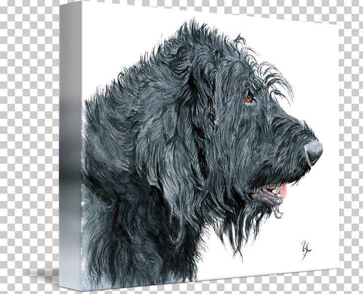 Glen Scottish Terrier Portuguese Water Dog Tibetan Terrier Black Russian Terrier PNG, Clipart, Black Russian Terrier, Breed, Cao Da Serra De Aires, Carnivoran, Dog Breed Free PNG Download