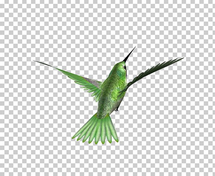 Hummingbird Kingfisher Beak Feather PNG, Clipart, Animal, Animals, Beak, Bird, Blackcapped Kingfisher Free PNG Download