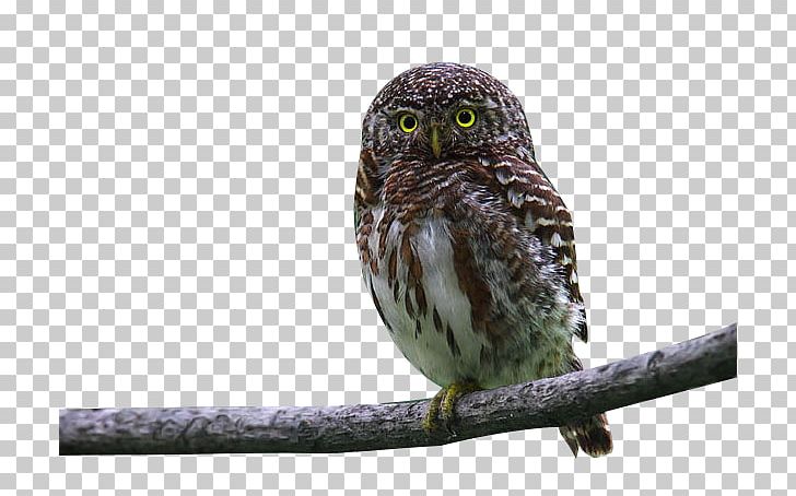 Owl Bird PNG, Clipart, Adobe Illustrator, Animals, Autumn Tree, Beak, Beneficial Free PNG Download